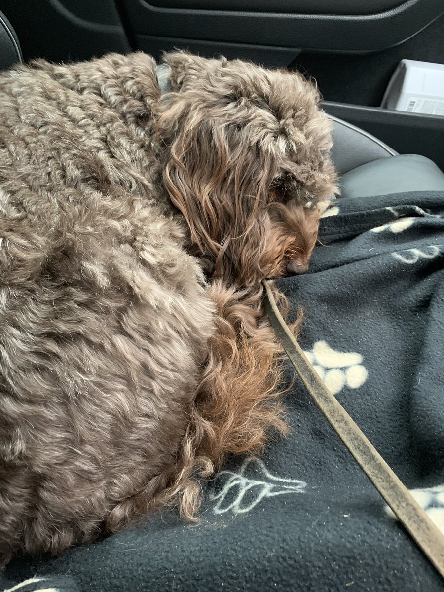 IAmACockapoo tweet picture