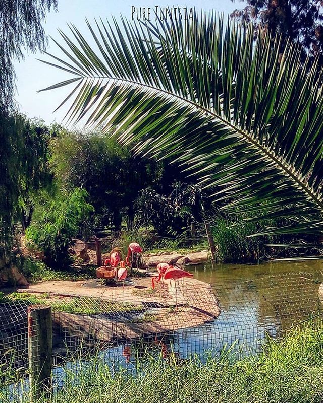 PeopleoftheMed's tweet photo. Good morning flamingos 🌸 Lovely pic by @pure_tunisia
.
.
.
#beautiful #goodmorning #pink #view #animal #palmtree #animallovers #flamingo #nature #naturephotography  #capture #moment  #zoo #park #tunisia #africa #visittunisia #travel  #photography #in… https://t.co/QtZJ0diiYJ https://t.co/TOsqbaHfN4