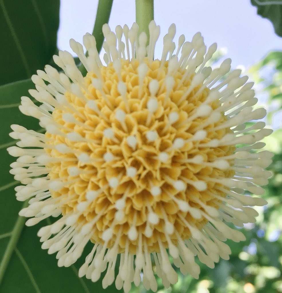 michael_elgey's tweet photo. The botanically spectacular flower of the Leichhardt Tree, Nauclea orientalis in the #Rubiaceae family. Flowering right now at #RockhamptonBotanicGardens https://t.co/pEczdoboPA