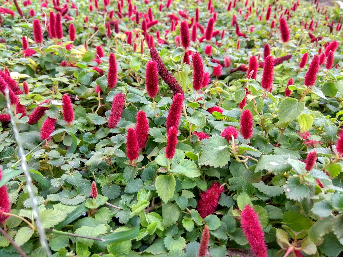 cf_silviculture's tweet photo. Visit to the Lalbagh Botanical garden, Bangalore, Karnataka https://t.co/t6OkMXw2WT