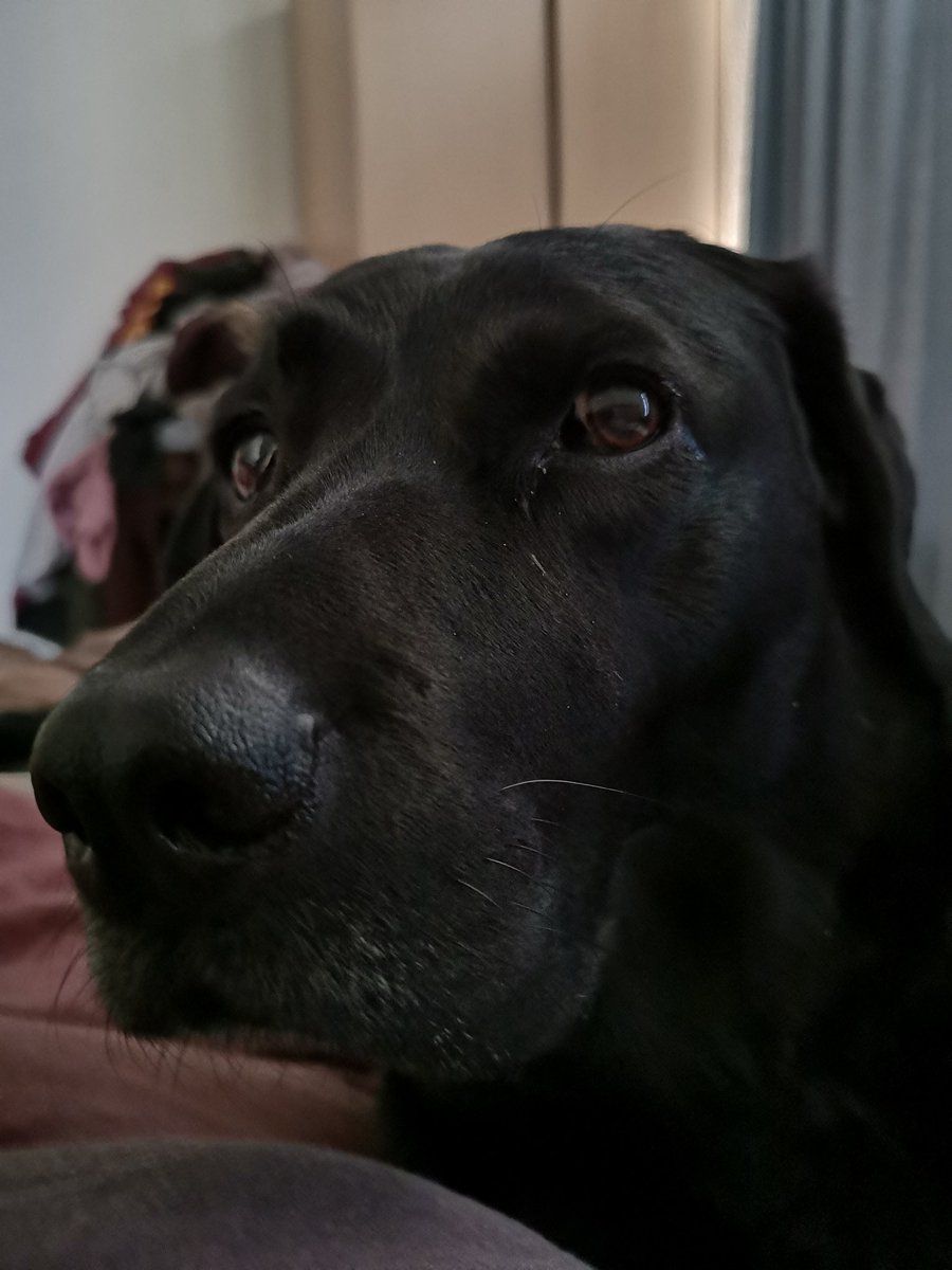 At least someone's pleases to see me #whoopi #assistancedog #blacklab #caninepartnersuk
