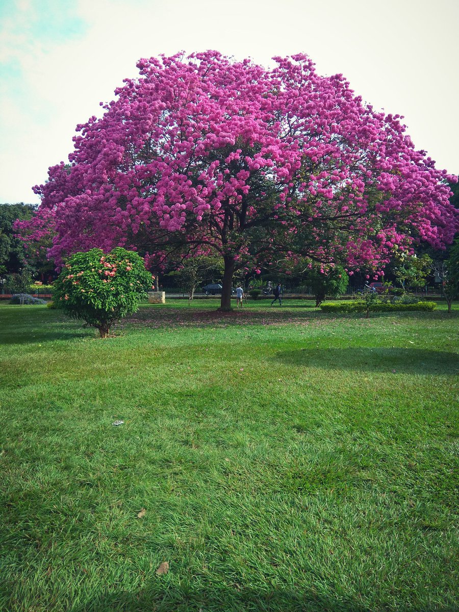 cf_silviculture's tweet photo. Tabebuia avellanedae at Cubbons park, Banglore. https://t.co/HFuTEYji9m