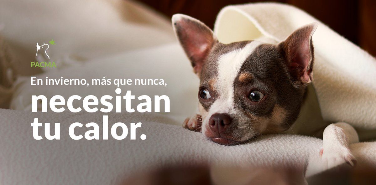 PartidoPACMA's tweet photo. ❄️ ¡En estos días de frío acuérdate de ellos! 🐕

¡Acércate a tu protectora más cercana a dona tus mantas viejas! https://t.co/VSnAlh37Yj