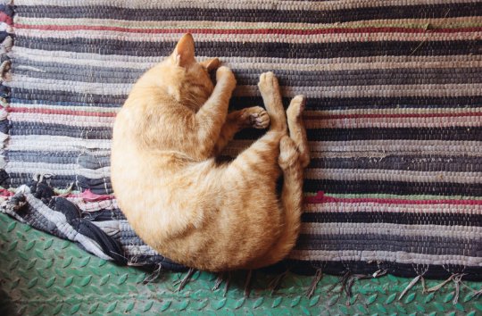 thinkhearing1's tweet photo. The sound of a kitten’s purr-is that your favorite sound?
 
#ThinkHearing #HearingAwareness #thinkears https://t.co/Ji71qcQH9U