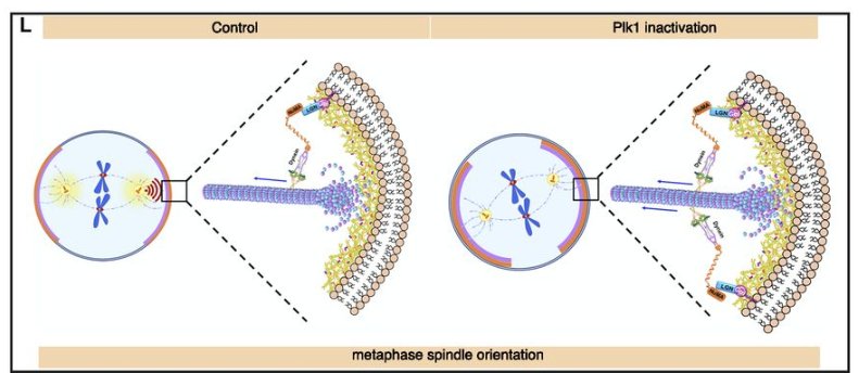 LSAjournal's tweet image. Orienting the #spindle: Plk1 phosphorylates and negatively regulates NuMA in human cells, affecing #dynein cortical localization in metaphase and proper spindle orientation. New #mitosis work by @Sachin_mitosis and colleagues @iiscbangalore: life-science-alliance.org/content/1/6/e2…