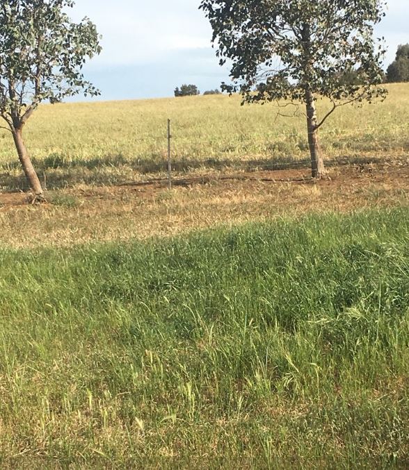 BarenbrugAUS's tweet photo. Still on the fence about whether to #insistontheyellowbag? While older varieties still work, when it comes to quality and quantity, it pays to follow the yellow bag road. Thanks @DesiToohey for your #BestAdvice, helping all farmers to #growwithconfidence
https://t.co/fJa9FLhgM7 https://t.co/QCXlg6JhKS