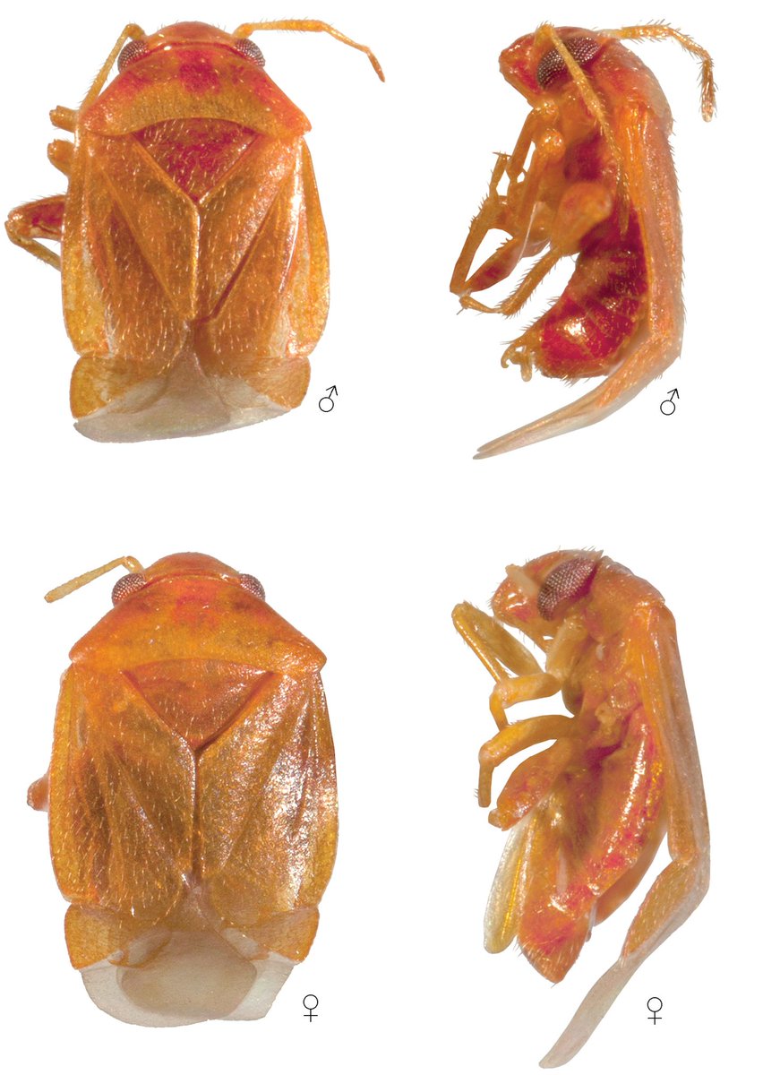 ZooKeys_Journal's tweet photo. New genus with 1 minute #NewSpecies of plant #bug from the Philippines named after #Heteroptera expert Dr Thomas J. Henry, who “has become one of the #mirid greats himself”, says author Prof Gerasimos Cassis
Study: https://t.co/JFOgx3J878 #Festschrift796
@unswbees #Entomology https://t.co/IHWoXXCv7Y