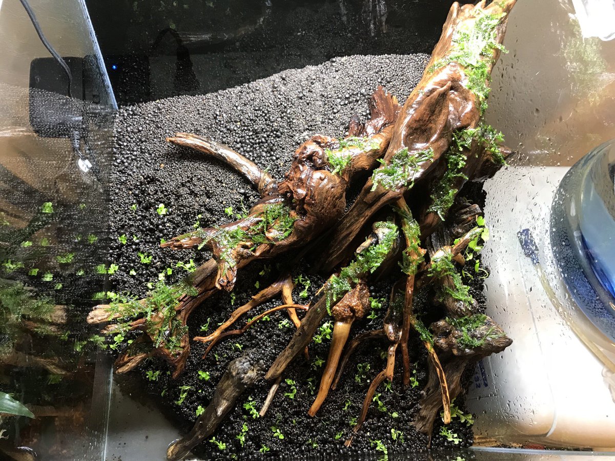 Twitter Da ニューラージパール Etiketi