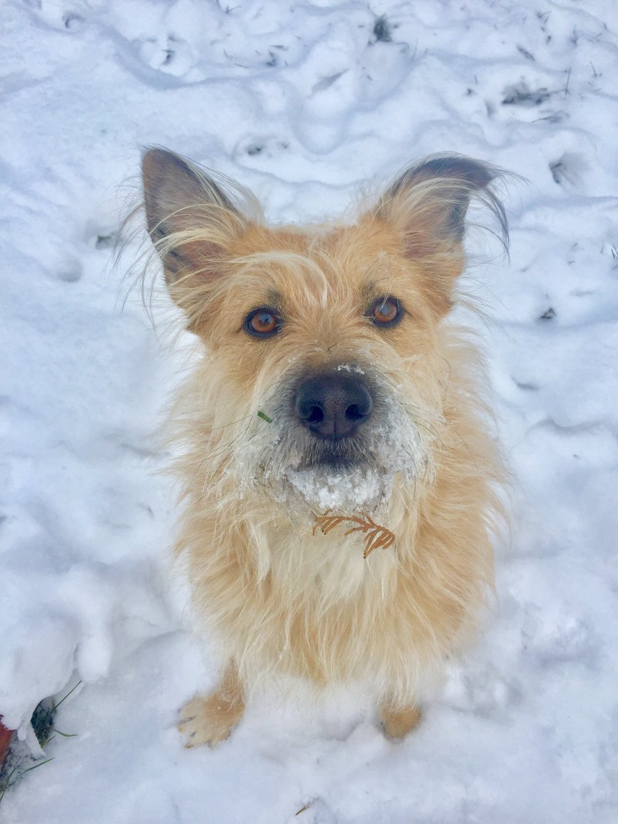 CurlyAlli's tweet photo. Good girl Indy doesn’t understand why people complain about the good cold white stuff ❄️ @CIPYDPodcast #cipyd #cipydpodcast https://t.co/jlLguD3Ro8