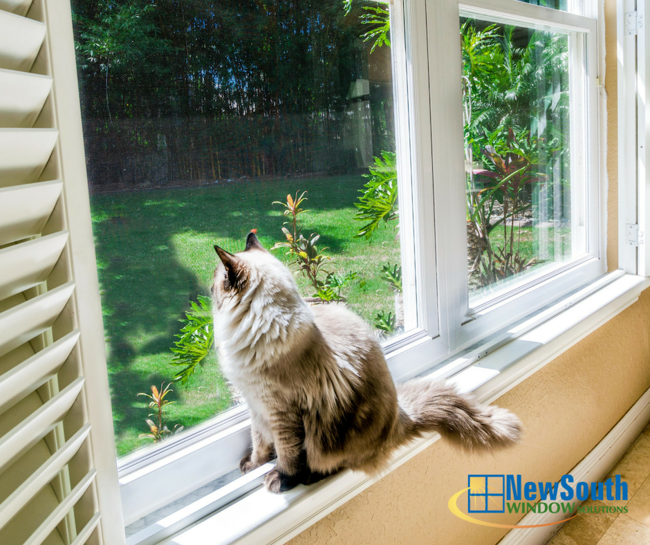 new south windows champion the experts at newsouth window solutions can help lower your monthly energy bills httpbitly2znmjfq pictwittercomkezrzsw66y newsouthwindow twitter new south windows champion the experts at newsouth window solutions can help lower your monthly energy bills httpbitly2znmjfq pictwittercomkezrzsw66y newsouthwindow twitter
