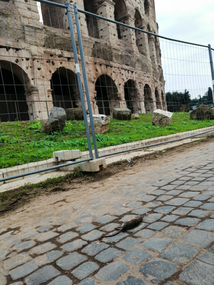 Il_Romagnoli's tweet photo. Ogni giorno un romano si sveglia e deve schivare #atestaalta un sorcio morto per strada #raggi #RomaDiceBasta #collosseo #roma https://t.co/rsx3sipSR3