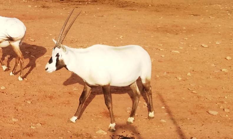 Springbok Antelope Gazelle Horn المها العربي قرن الوعل الثدييات Png