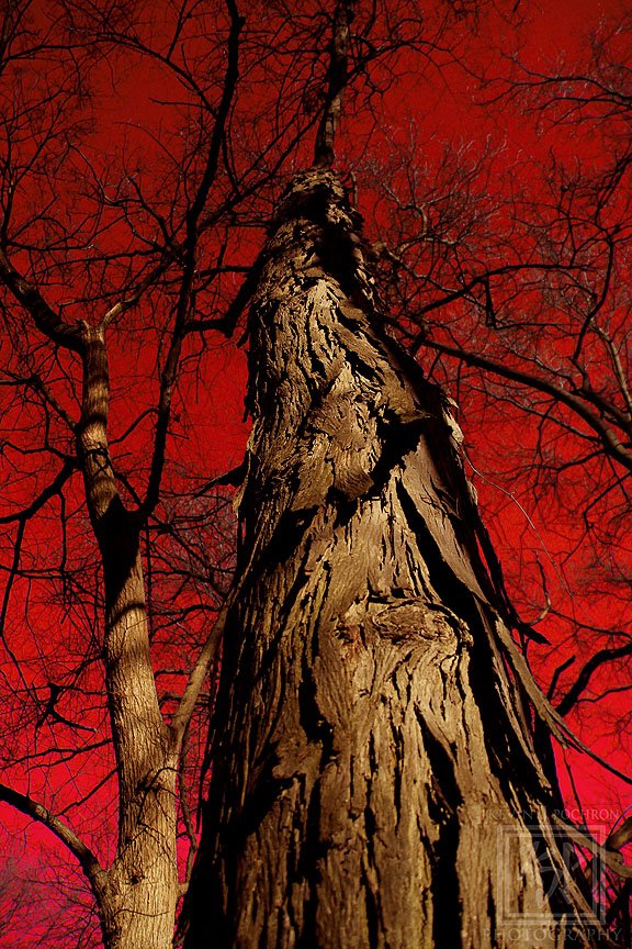 KjpPhotography's tweet photo. Getting #Creative in #photoshop with one of my #Photos taken at #WaubesaWetlandsPreserve #OregonWisconsin #CanonBringIt #CanFavPic #Wisconsin #landscapephotography #ThePhotoHour #Tamron #photography #red #sunlight #sky #light #trees #shadows #photography #color https://t.co/9RI0Zorkwy
