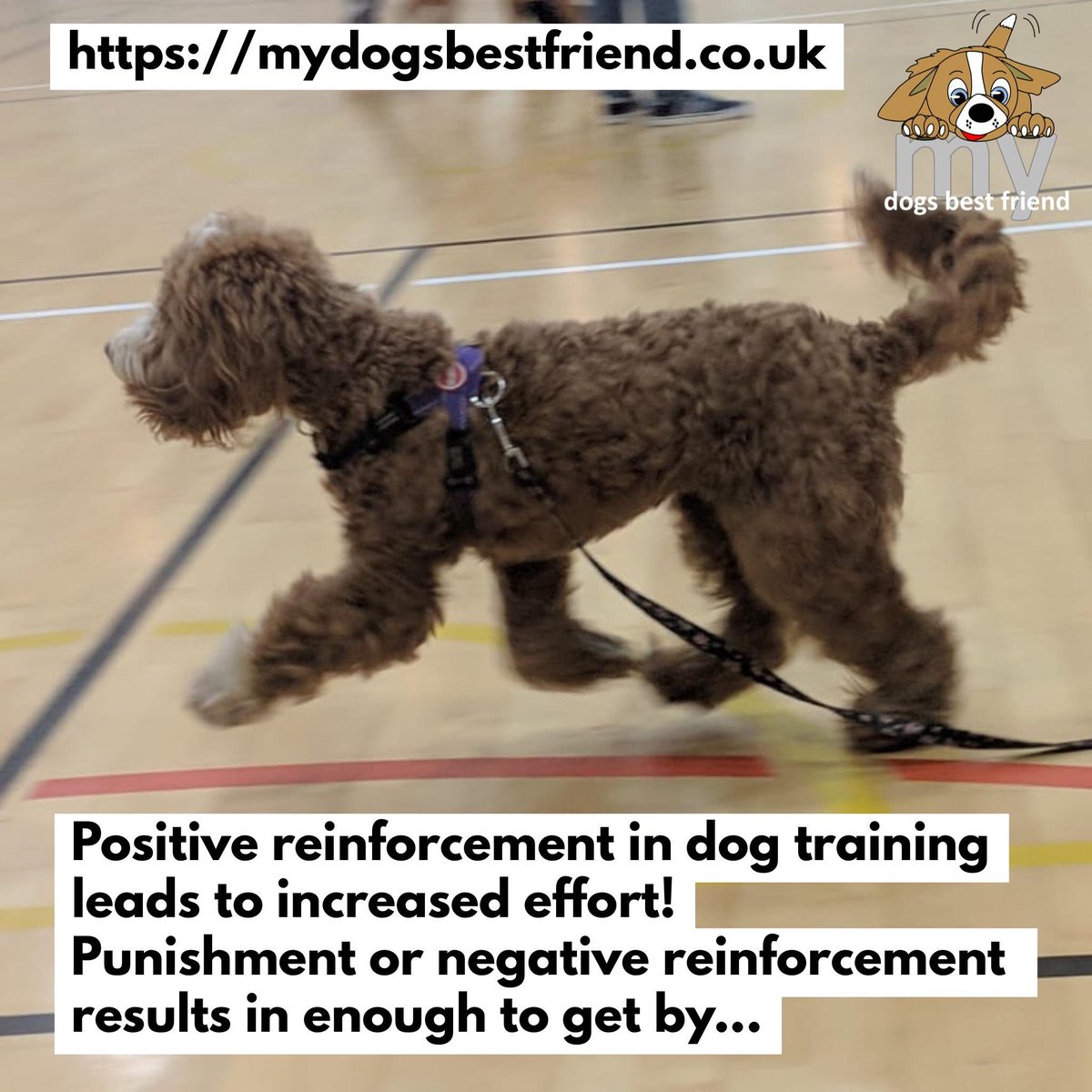 my_dogs_bf's tweet photo. Which would you prefer? A willing participant or a dog that must perform to avoid an aversive consquence? Get rid of choke chains, prongs, shock collars, water bottles, pet correctors and any other intimidation and instead teach them how to behave. #befair #learningwithchoice https://t.co/dswBecexKz