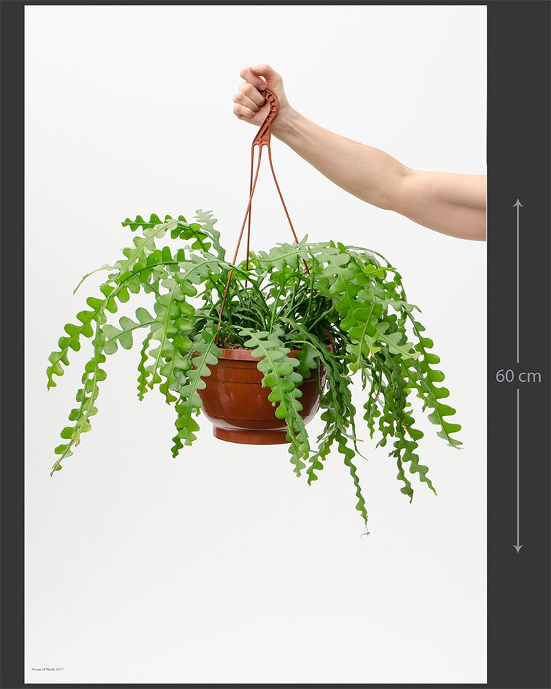 HytheGardenShop's tweet photo. Over on our #Facebook we are doing a #poll.. go check it out https://t.co/7joZsQM7lH
Featuring two rare indoor plants, that we are currently selling in the shop!🌿

#rareindoorplants #facebookpoll #indoorplants #hythegardenshop #thatlittleplantshop #hythe #kent #thingstodoinhythe https://t.co/1F6MXVCpfq