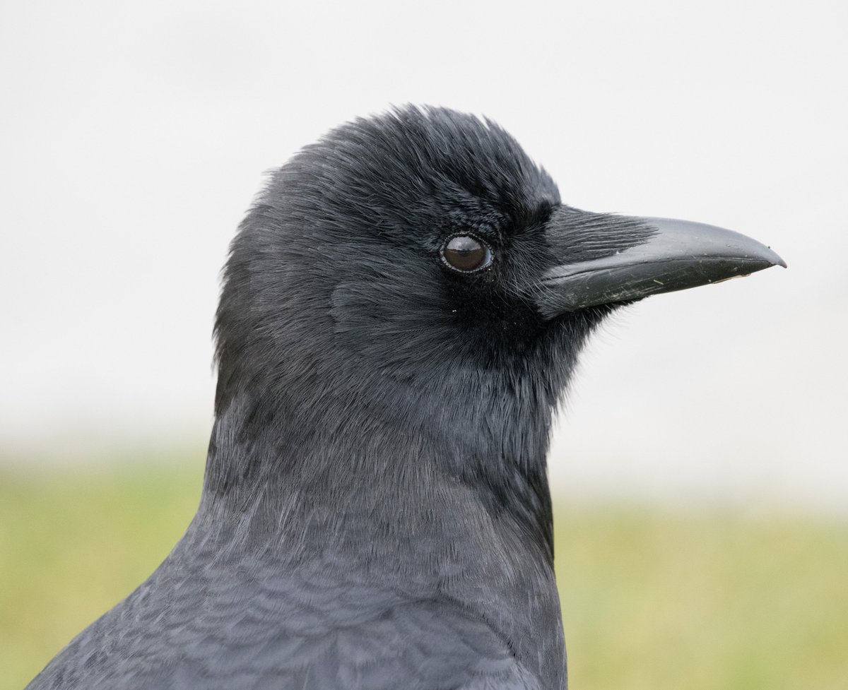 kris0723's tweet image. The daily handsome #crows