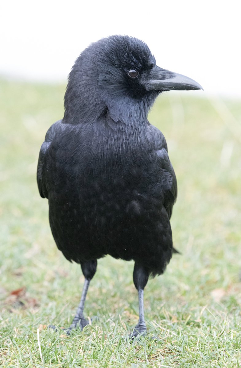 kris0723's tweet image. The daily handsome #crows