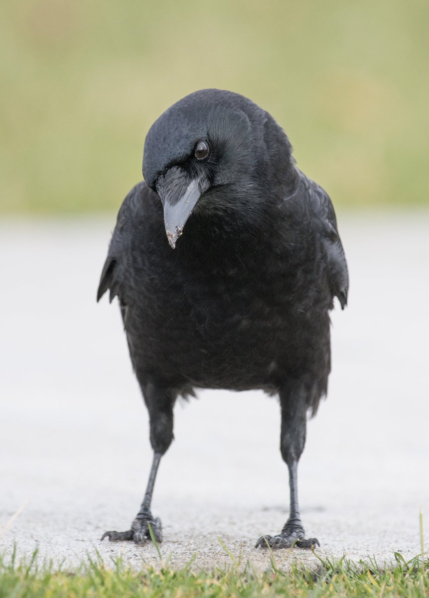 kris0723's tweet image. The daily handsome #crows