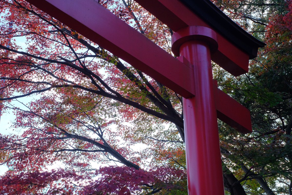 shynano3's tweet photo. #FUJIFILM #XT2 #写真好きな人と繋がりたい #ファインダー越しの私の世界 #キリトリセカイ #photo #photography #紅葉 https://t.co/7rsGx4TDEV