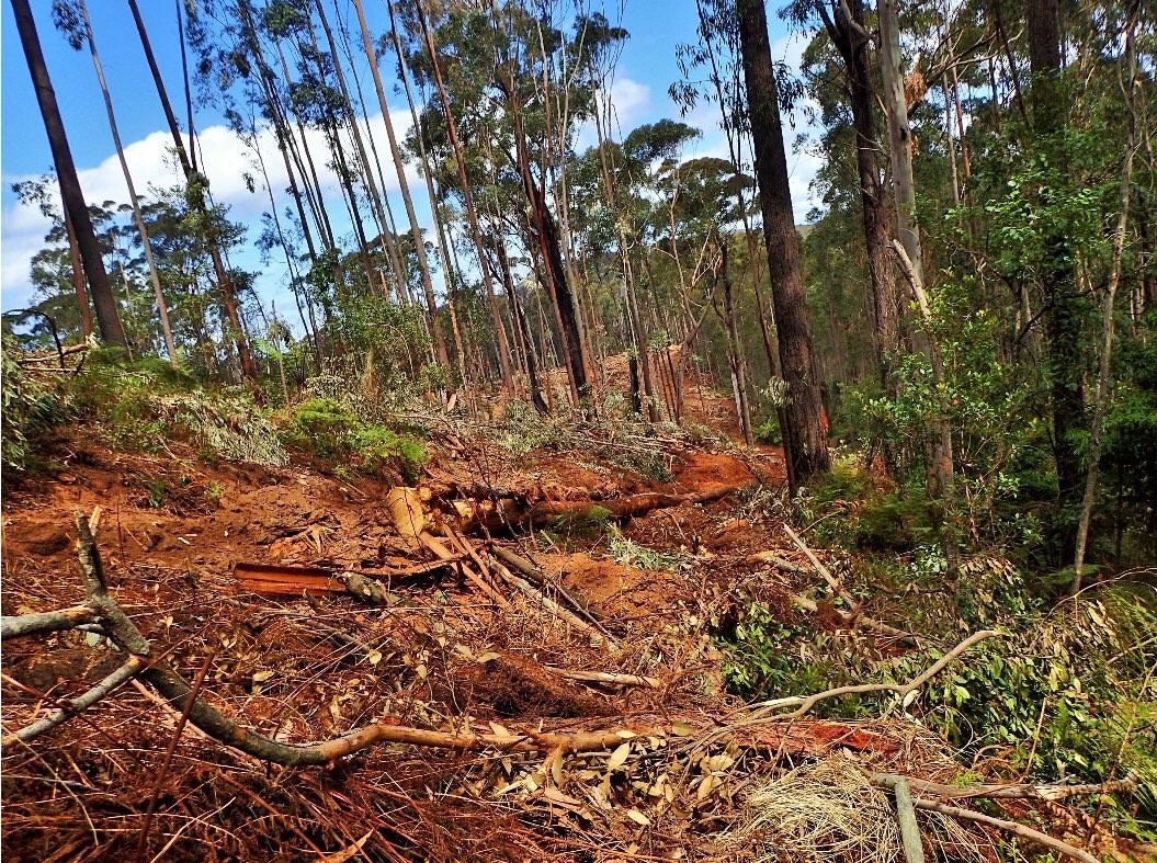 eastgippyforest's tweet photo. Logging now in #KuarkForest on route of proposed Sea to Summit hiking trail.

On Friday @DanielAndrewsMP announced $1.5mil to begin planning the trail, but it’s being logged right now. 

No one wants to walk in logged and burnt forest. 

Logging must stop 
 #VicVotes #VoteForests https://t.co/wjNhfbUD9C