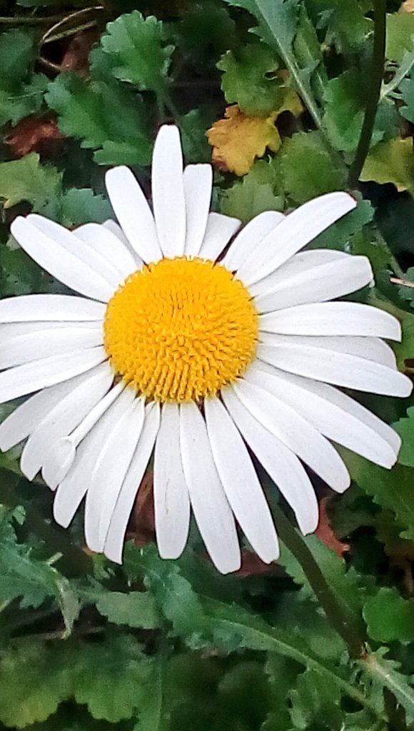 Taiji フランスギク 仏蘭西菊 学名 Leucanthemum Vulgare キク科フランスギク属です ヨーロッパの外来種です 栽培されていたものが雑草化しているらしいです 地下茎と種で繁殖するらしく マーガレットとよく似ていますが 葉の形状が違います 葉