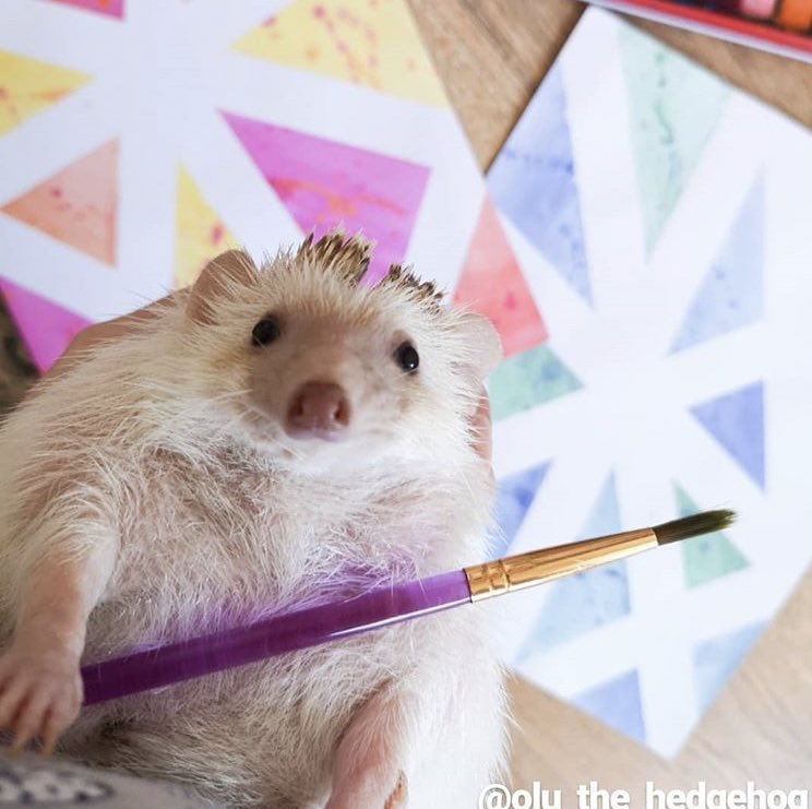 daily__hedgehog's tweet image. Monday 19th November, 2018