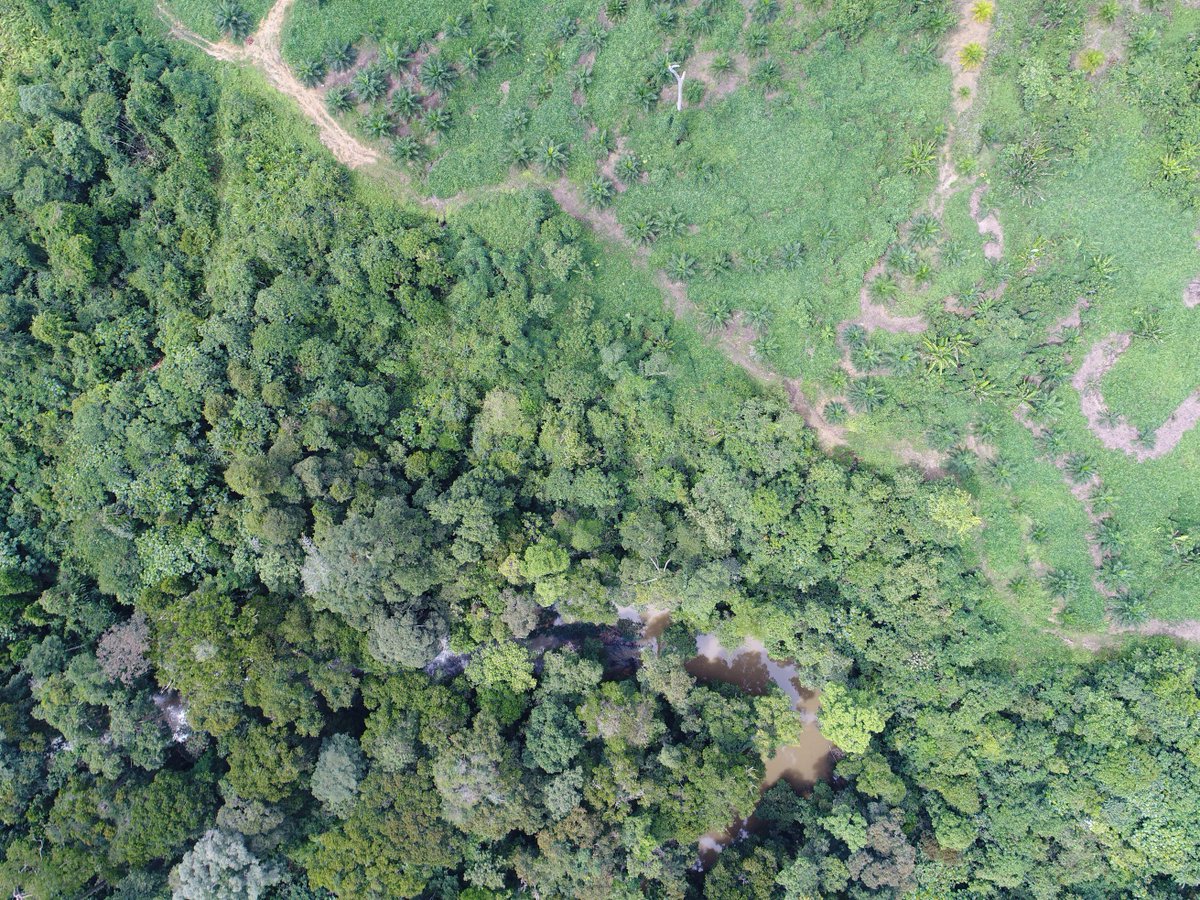 OrangutanSurvey's tweet image. New surveys coming soon!! Our tireless field team have captured some amazing images on drone flights across the @UNDPproject area, &amp;amp; we&apos;re looking forward to releasing them soon!! #Borneo #DroneEcology #WatchThisSpace #CitizenScience @UoABioSci zooniverse.org/projects/sol-d…