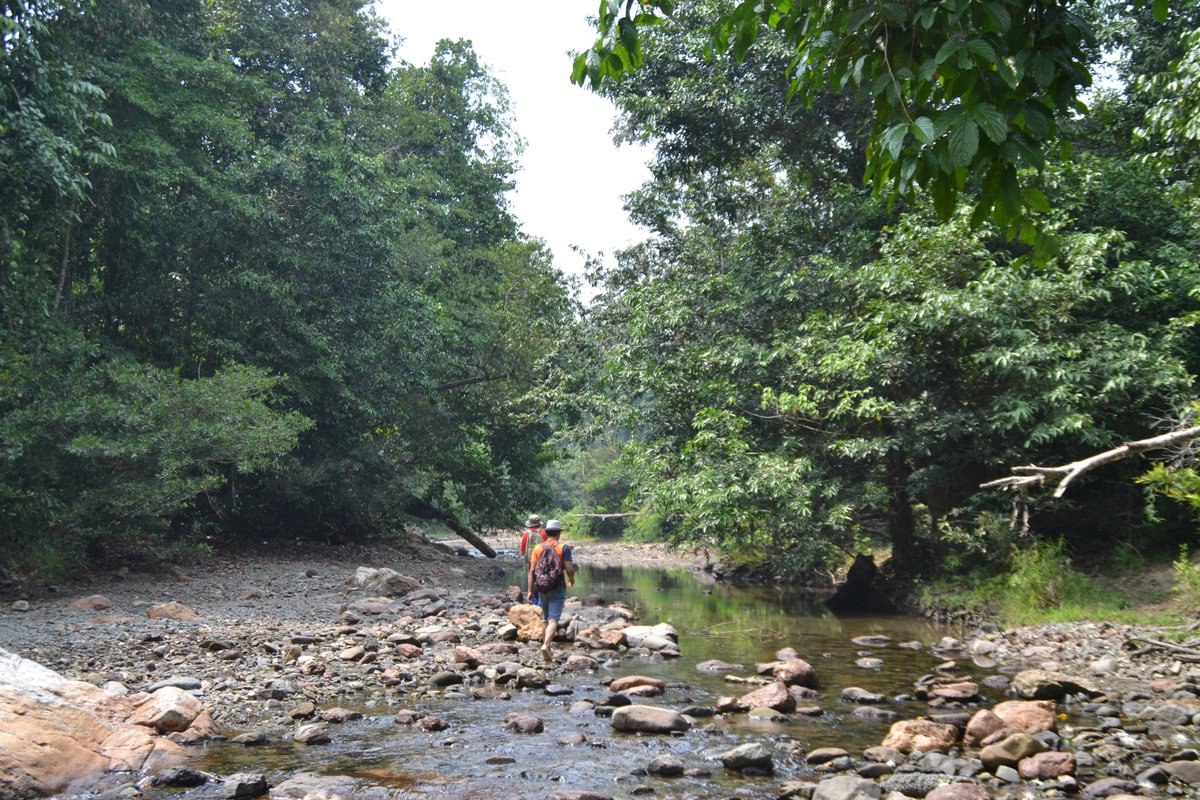 OrangutanSurvey's tweet image. New surveys coming soon!! Our tireless field team have captured some amazing images on drone flights across the @UNDPproject area, &amp;amp; we&apos;re looking forward to releasing them soon!! #Borneo #DroneEcology #WatchThisSpace #CitizenScience @UoABioSci zooniverse.org/projects/sol-d…