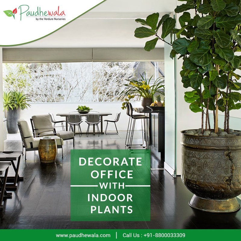 #Paudhewala
Decorate Office with Indoor Plants.
Choose from a wide variety of Indoor Plants Online.
Call us at +91-8800033309 or Visit us at zurl.co/6zok
#Paudhewala #OnlineNursery #AglaonemaSnowWhite #ArecaPalm #BlushingPhilodendron #IndoorPlants