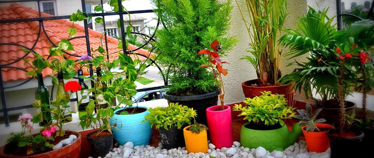 All that you want to know about your balcony garden
Are you a plant lover and Shifting into your own house? We have come up with answers of all the common questions. Read More zurl.co/CWHk  
#terracebalconyplants #balconygardenplants #bambooplants #bonsaiplants