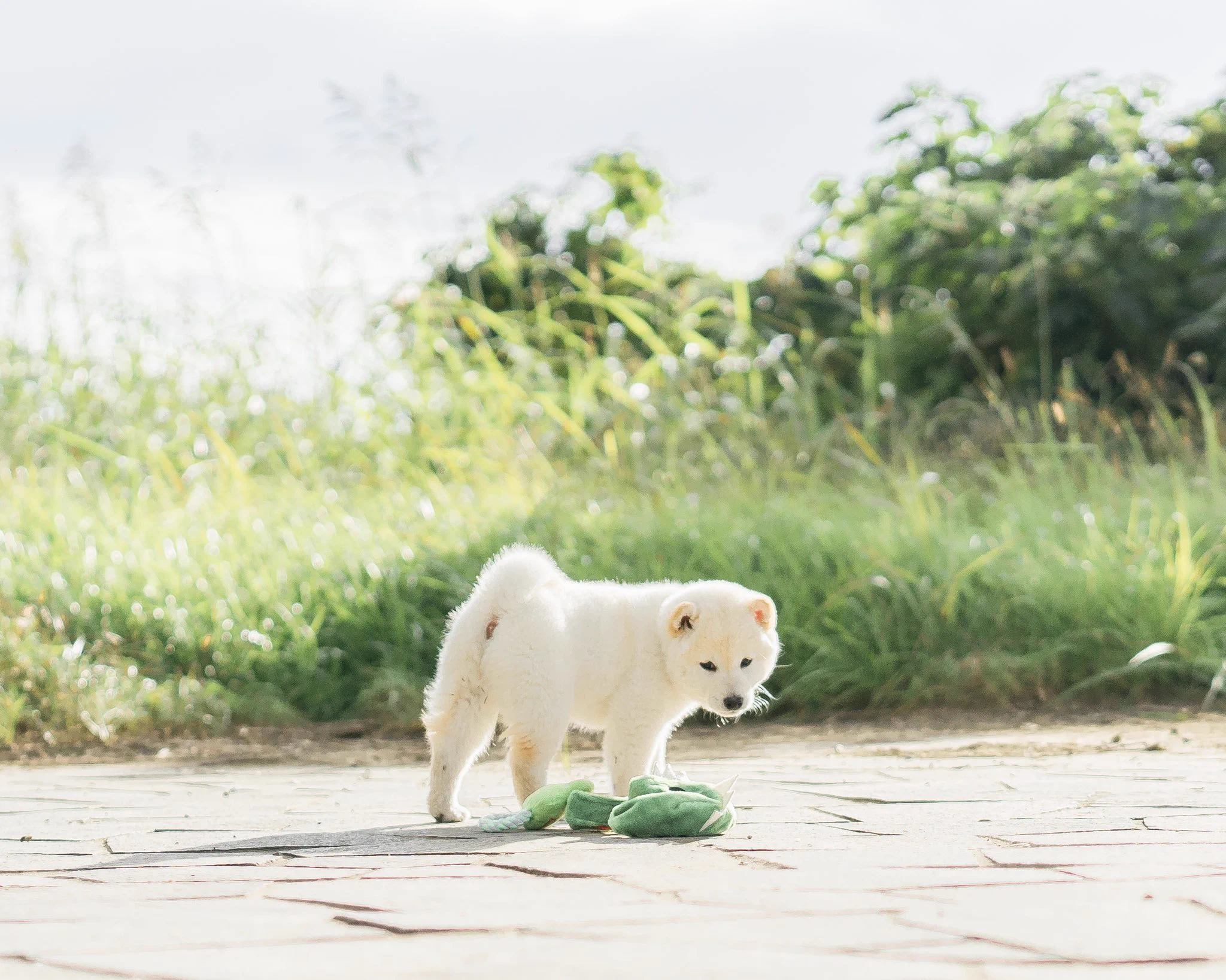 白くまのような柴犬が可愛すぎ。ぬいぐるみのようなふわふわ感。