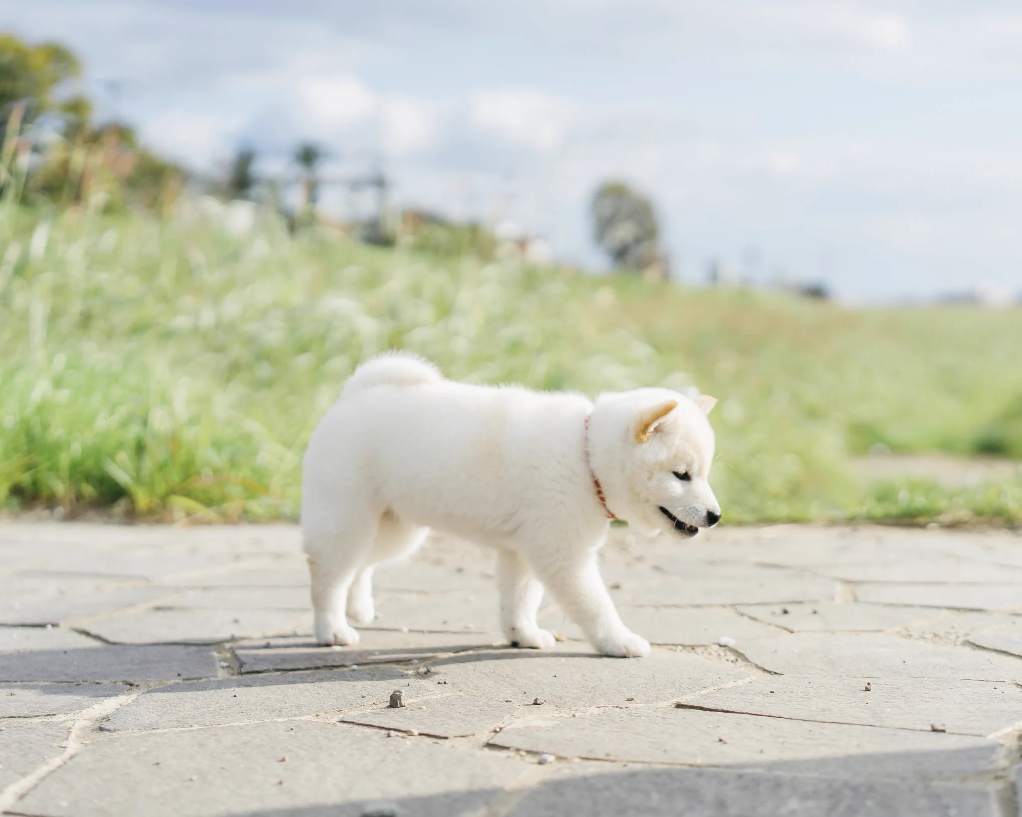 白くまのような柴犬が可愛すぎ。ぬいぐるみのようなふわふわ感。