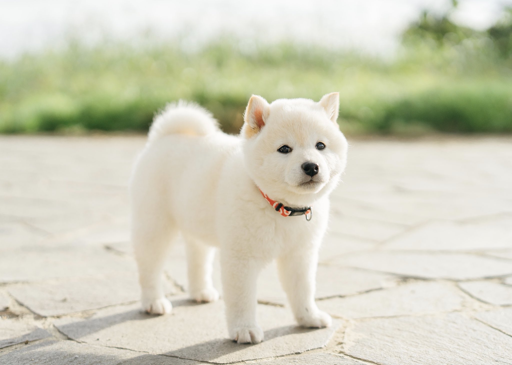 白くまのような柴犬が可愛すぎ ぬいぐるみのようなふわふわ感 話題の画像プラス