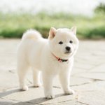 白くまのような柴犬が可愛すぎ。ぬいぐるみのようなふわふわ感。
