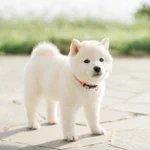 白くまのような柴犬が可愛すぎ。ぬいぐるみのようなふわふわ感。