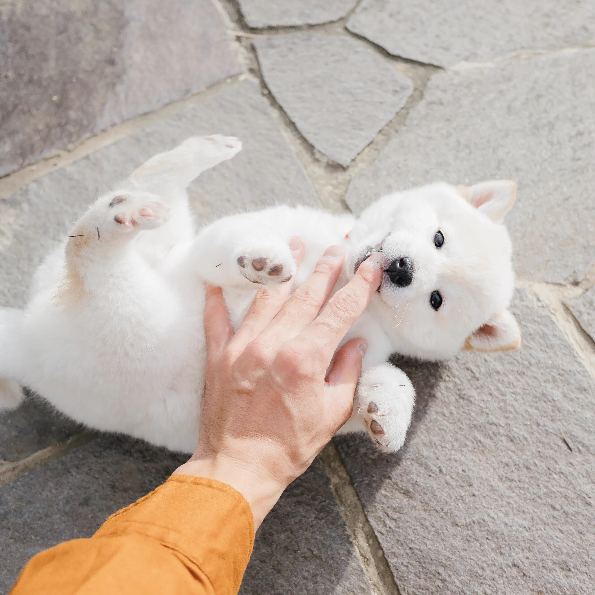 白くまのような柴犬が可愛すぎ。ぬいぐるみのようなふわふわ感。