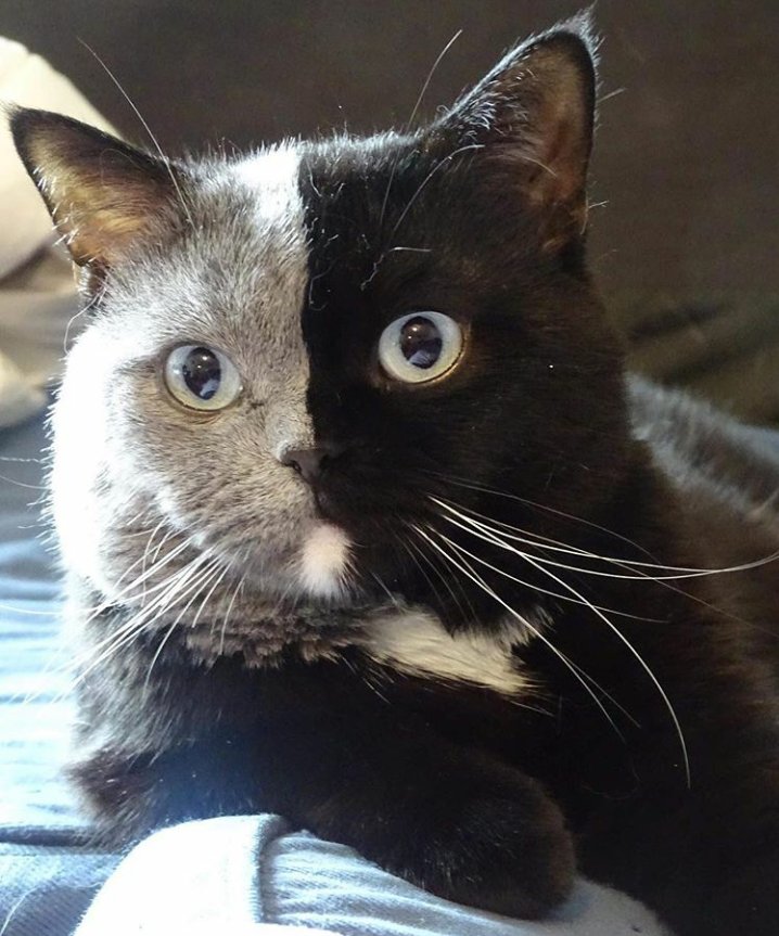 AmazingNarnia's tweet photo. 💋💋💋💋Si les chats pouvaient parler, ils raconteraient des choses incroyables.
Joann Sfar , Le chat du rabbin  #CatsOfTwitter #love #France https://t.co/DBhmVHjPPH