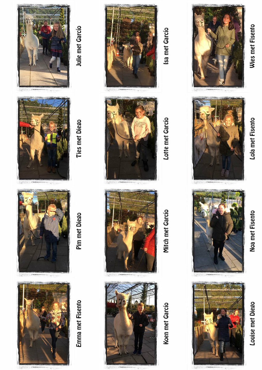 Alpaca_America's tweet photo. #alpacaamerica #alpacagility #greenbarnvenlo #fun #kerstmarkt #farmersmarket #uitje https://t.co/7p8p5ASXcg