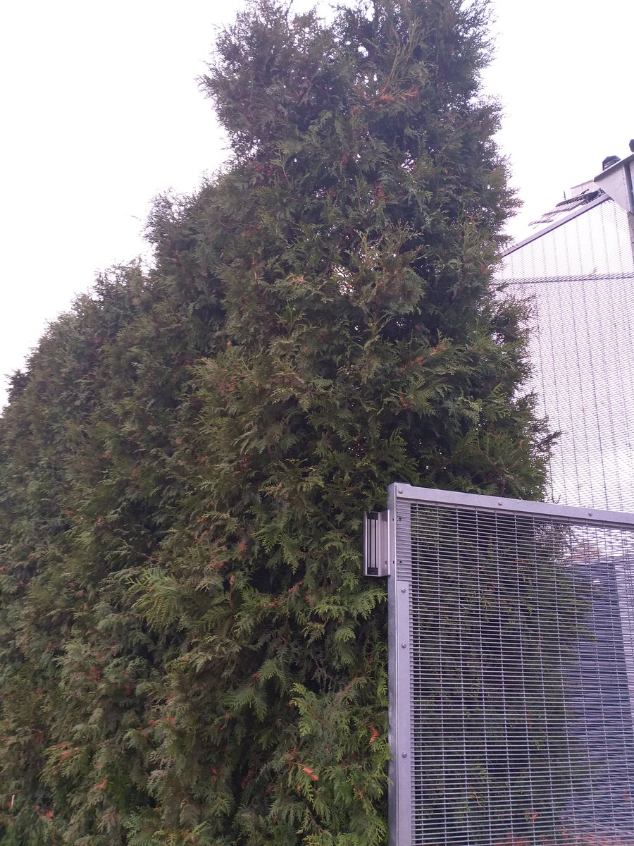 JanHenk010's tweet photo. Erg goed dat de hoge hekken van de nieuwe kliniek van @AntesGroep nu gecamoufleerd zijn met mooie begroeiing. Ziet er goed uit. Ook verandering van naam, van Hoog Beveiligde Kliniek naar Centrum voor Intensieve Behandeling (CIB) is beter, minder stigmatiserend! Goed bezig! #FHIC https://t.co/PX0aWnWwYr