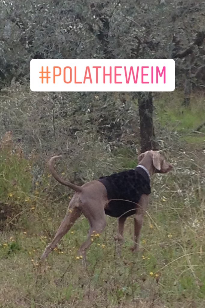 hunde hashtag on Twitter