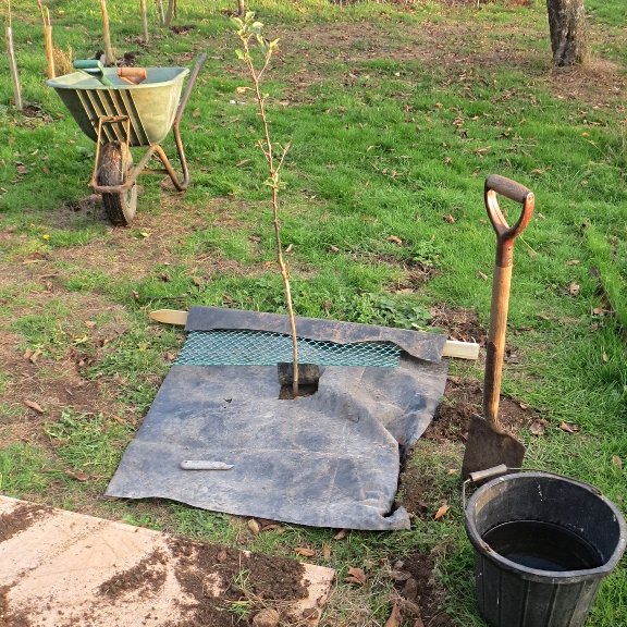 School Orchard Project(2of4)
@BigLotteryFund awarded funding to SCOG to help local schools set up their own orchards. We provided fruit trees and planting equipment and the knowledge to ensure each school's new orchards will be there for generations of local Stamford children.