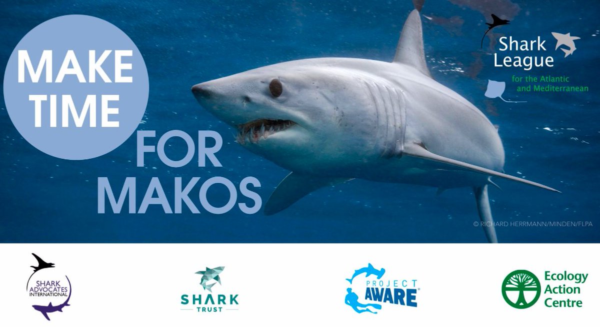 SharkAdvocates's tweet photo. In 2017 when #ICCAT adopted a mako shark measure that fell far short of the scientific advice, they pledged to review progress at #ICCAT2018. Today is the last day of the meeting. Wondering how much time (&amp; progress) they made for makos this year? Find out later today #MakoMonday https://t.co/MiJ0TJAODG