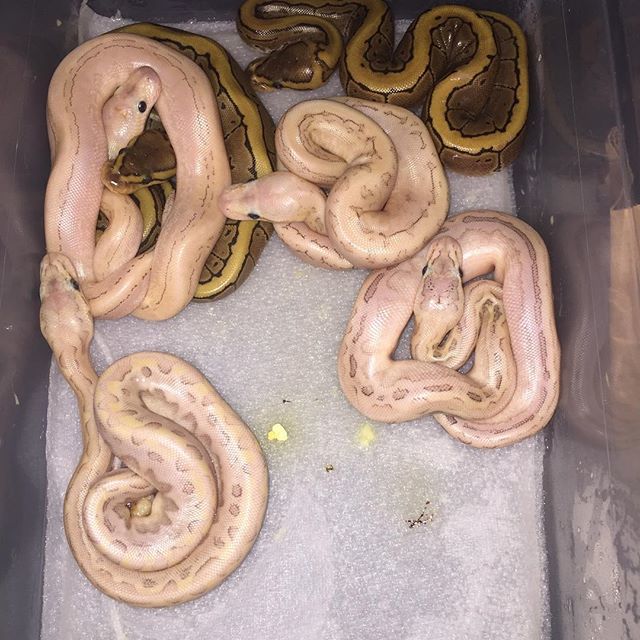 william_filipek's tweet photo. Pretty cool clutch of puzzle stuff hatching out this morning. So really funky looking stuff as well. #ballpythonsofinstagram #pythonsofinstagram #ballpython #ballpythons #ballpythonmorphs #puzzle #ballpythonsofig #livingthedream #tjwexotics https://t.co/CNw4XlknZw https://t.co/R8Dy5WRnp5