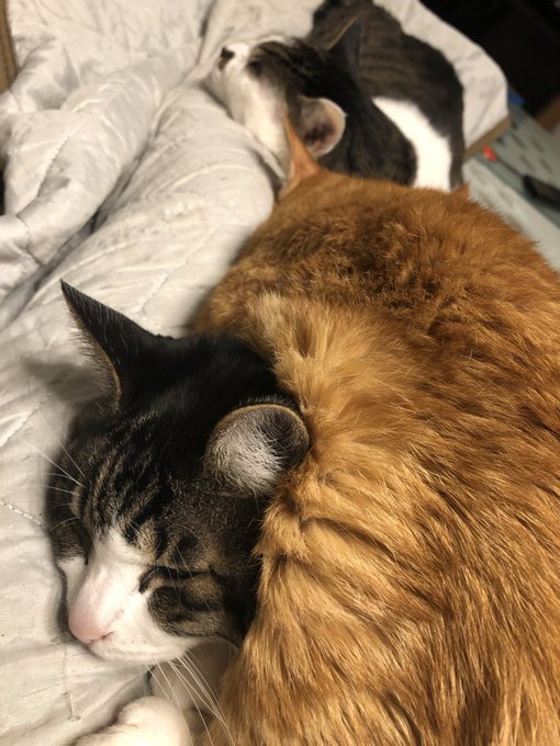 どんな寝方してんだよ 