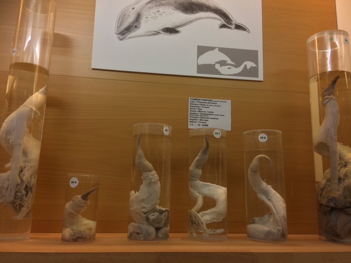 sh_ewa's tweet photo. Mind-boggling visit to #JarCity at @Phallusmuseum with @LouiseMangos @StacyAllen5 Thank you @lilja1972 for the suggestion #IcelandNoir @icelandnoir #Reykjavik 🇮🇸 https://t.co/GT6CJRyTeH