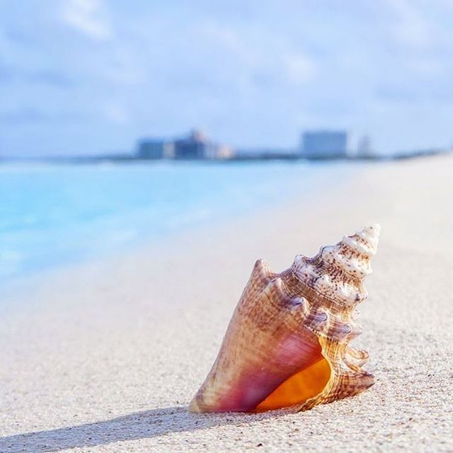 Dear Brighton, I have had the most enjoyable two months here. So much learning, so much beauty, so many new friends… thank you for all your visits! But it’s getting to cold for me now ❄soon it’ll be time for <a href="/SnailFab/">FABtastic</a> and I to return to our home in the Caribbean…