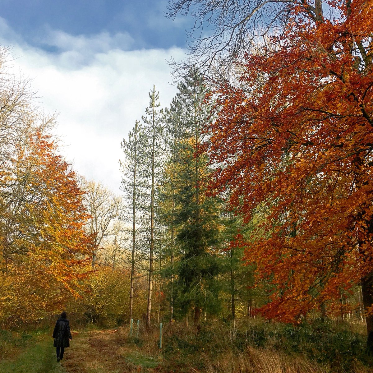 CotswoldPlace's tweet photo. Fabulous autumn colours in the Bathhurst Estate? Really enjoyed our walks around Cirencester this week. Stunning! https://t.co/GKG91mmoBc #latebreak #luxurycottage #cotswolds #cotswold #cirencester #autumn #autumncolours #autumnleaves #foliage #fallcolours https://t.co/Nd6DF6Ufm8