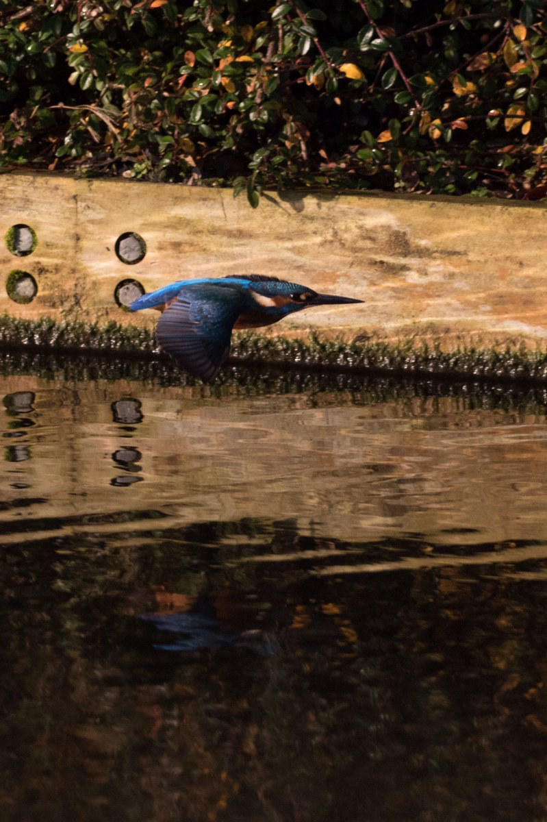 I caught this Male kingfisher in flight on Sunday morning. I have a very low success rate with these shots. Probably 99% of attempts get deleted.