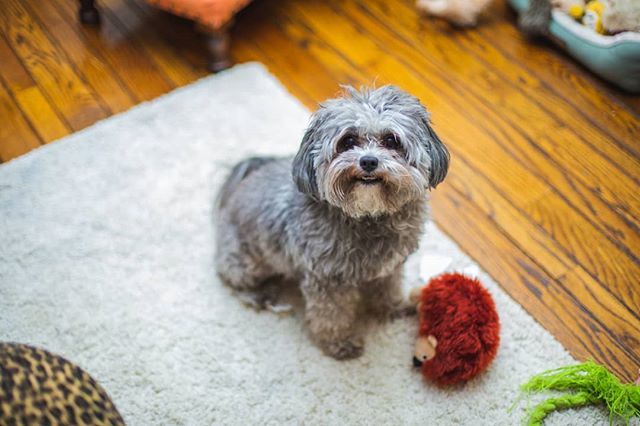 kmogriff's tweet photo. Smiling for the camera π·πΈπ· and ready to play π€ΎββοΈπ€ΎββοΈπ€ΎββοΈ GOODNESS! .
.
.
.
.
#readytoplay #puppyeyes #cute #lookatthat #lunathedog #luna #dog #dogsofinstagram #pupper #puppydog #puppydogeyes #dogtreats #pls #wow #beg #pup #cutedog #canon #durhamdogs #du⦠https://t.co/UJgSdh5oGw https://t.co/KKbXaiv8W5