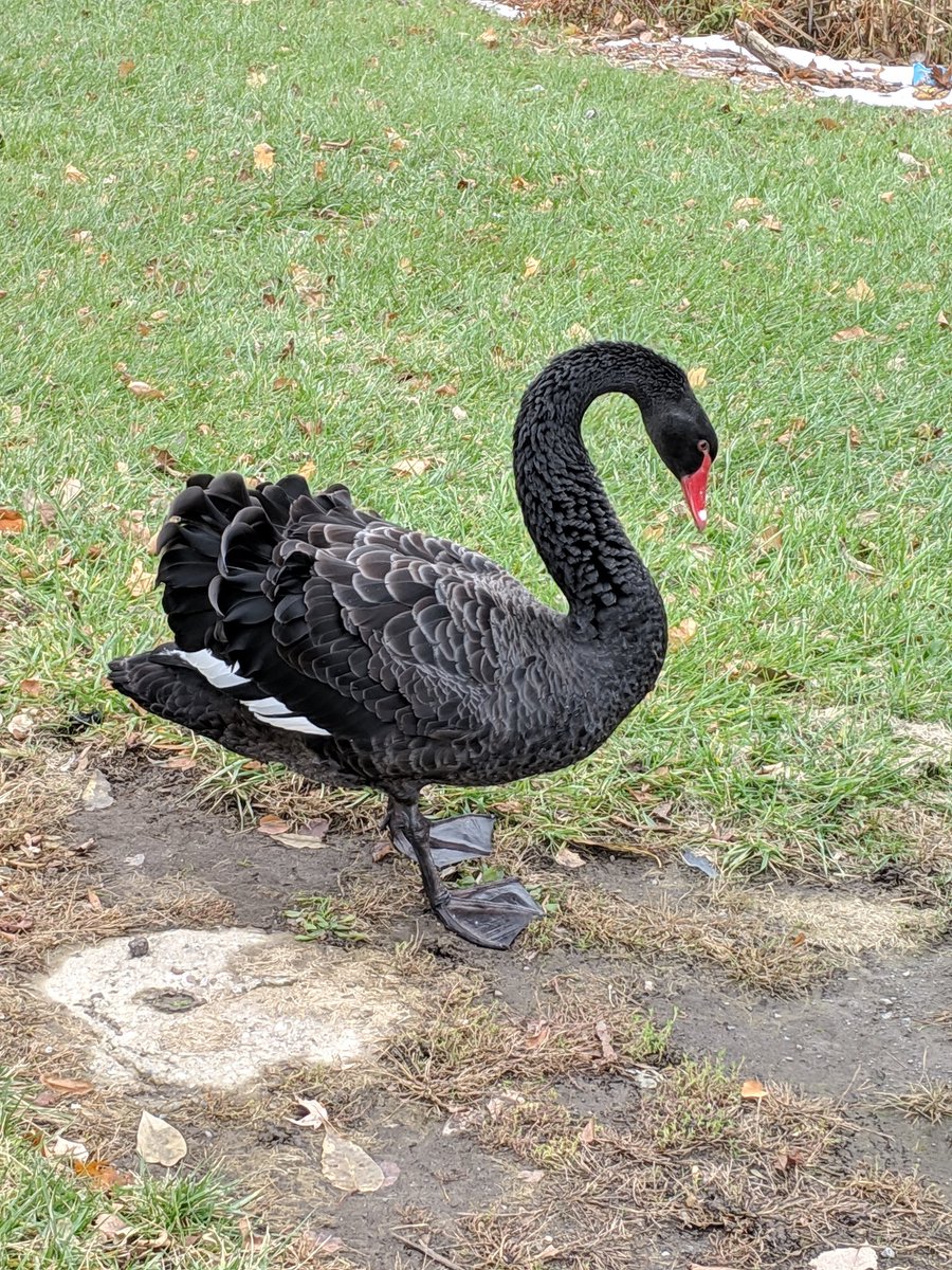 BackyardBirdla1's tweet image. Beautiful Australian Black Swan seen in North Tonawanda NY yesterday. A bit out of it&apos;s zone... #Swans #birdwatching #birds #Buffalo #Australia